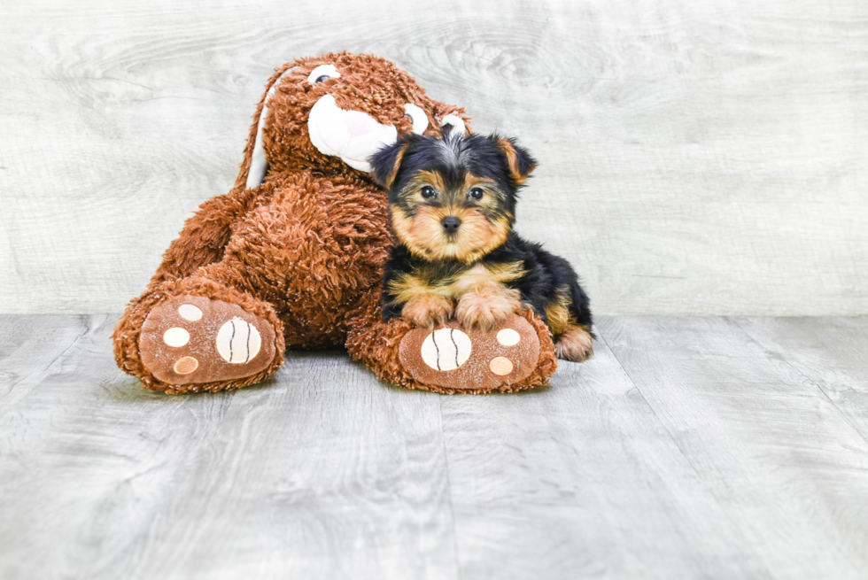 Meet Lisa - our Yorkshire Terrier Puppy Photo 