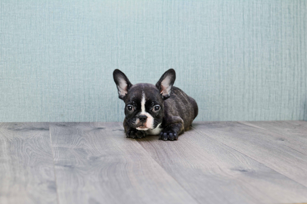 French Bulldog Puppy for Adoption