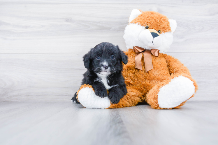 Playful Aussiepoo Poodle Mix Puppy