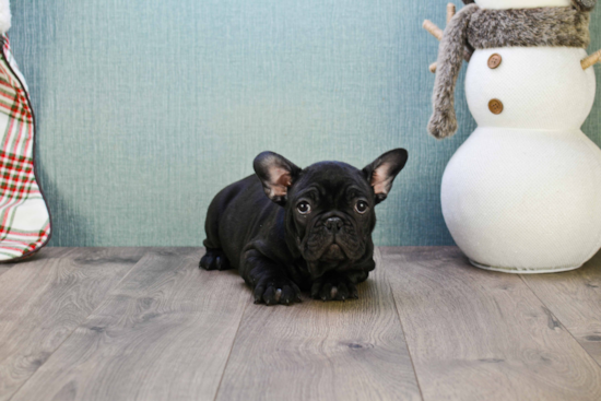 Friendly French Bulldog Baby