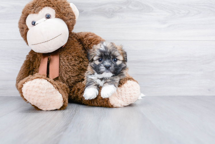 Smart Teddy Bear Designer Pup