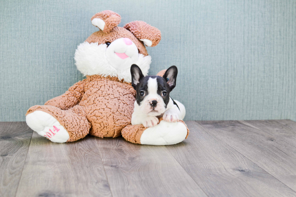 Hypoallergenic French Bulldog Baby