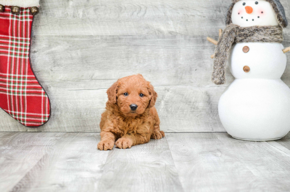 Adorable Golden Retriever Poodle Mix Puppy