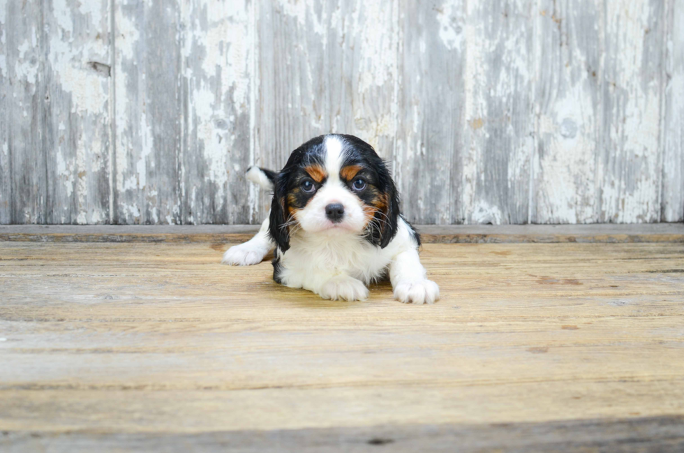 Small Cavalier King Charles Spaniel Baby