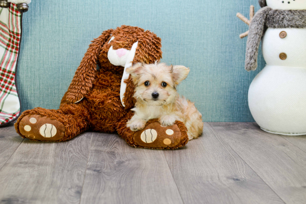 Best Morkie Baby