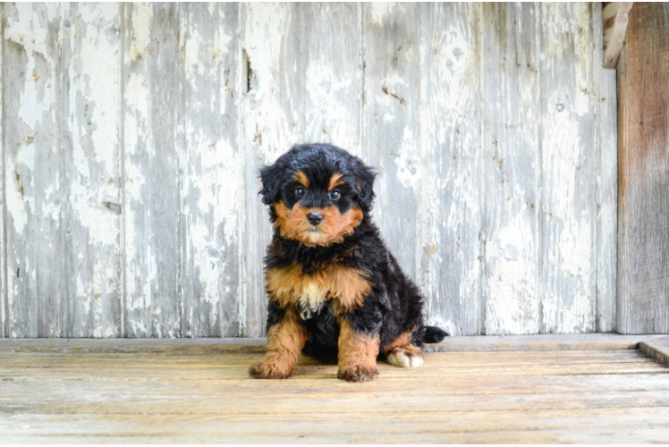 Adorable Bernadoodle Poodle Mix Puppy