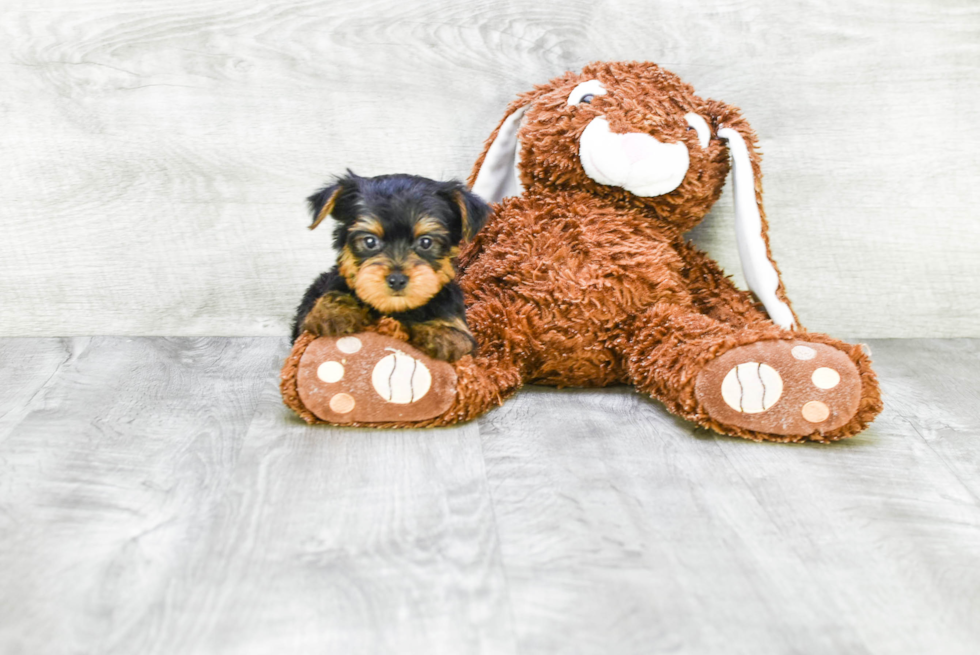 Meet Timmy - our Yorkshire Terrier Puppy Photo 