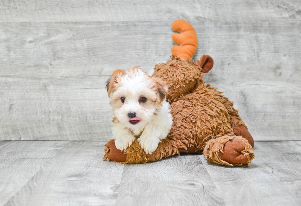 Morkie Puppy for Adoption