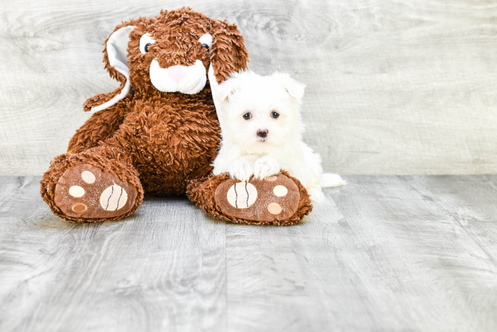 Akc Registered Maltese Baby