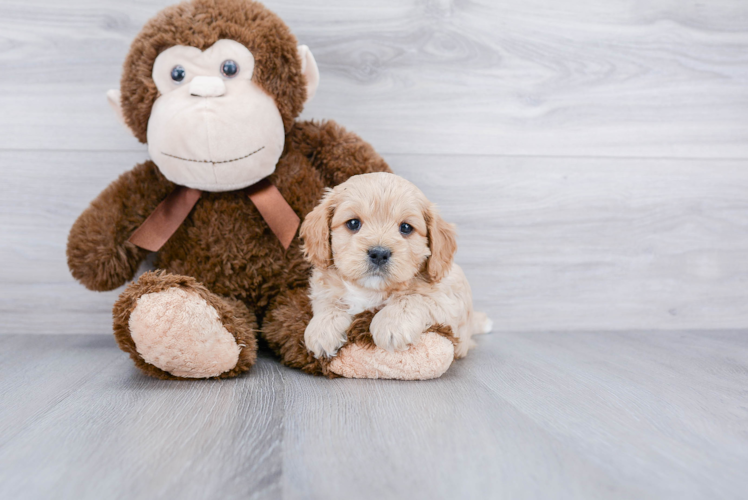 Cute Cavapoo Baby