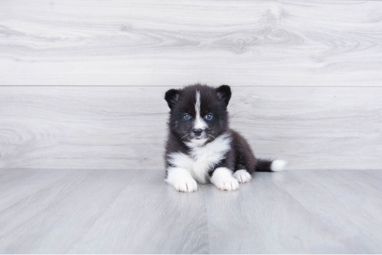 Pomsky Pup Being Cute