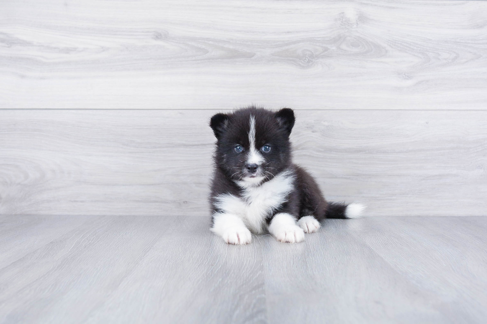 Pomsky Pup Being Cute