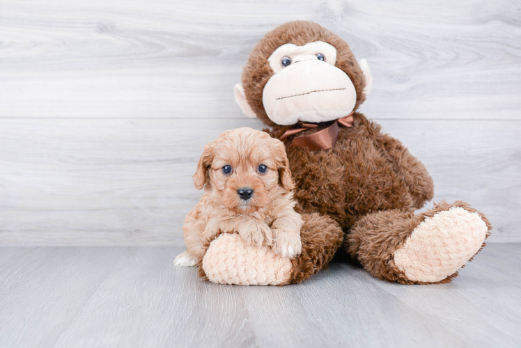 Adorable Cavoodle Poodle Mix Puppy