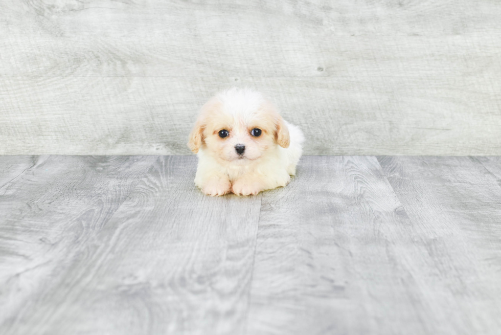 Funny Cavachon Designer Pup