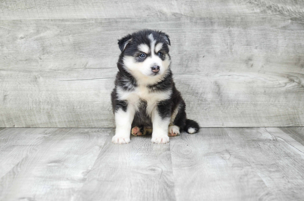 Sweet Pomsky Baby