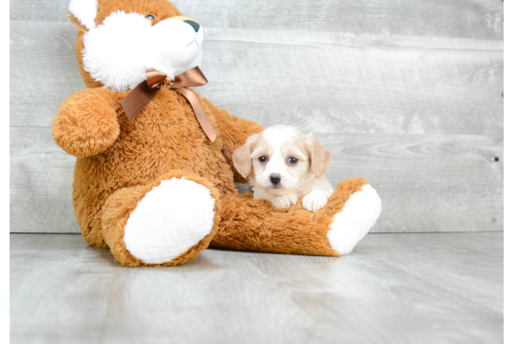 Playful Cavalier Designer Puppy