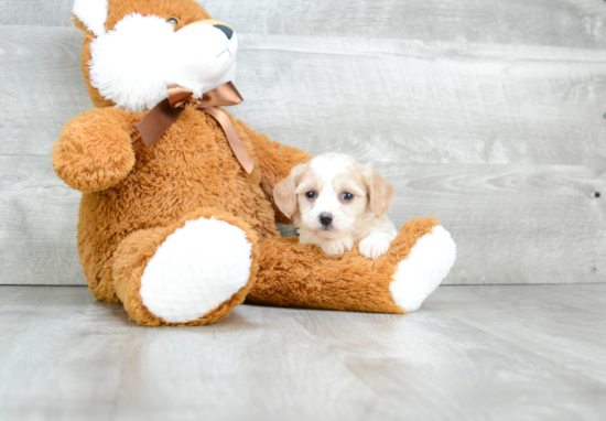 Playful Cavalier Designer Puppy