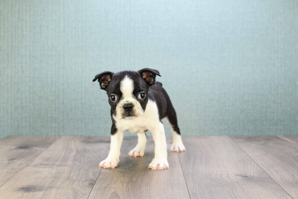 Little Boston Terrier Purebred Pup