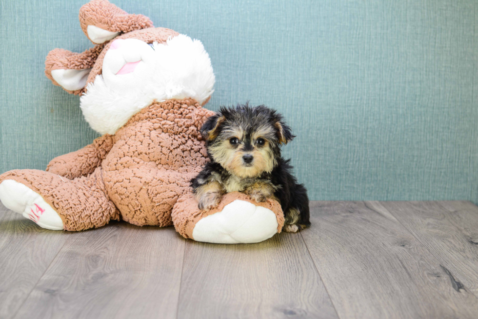 Morkie Puppy for Adoption