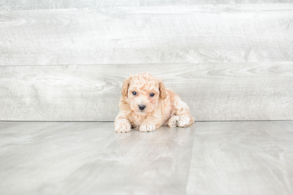 Maltipoo Pup Being Cute