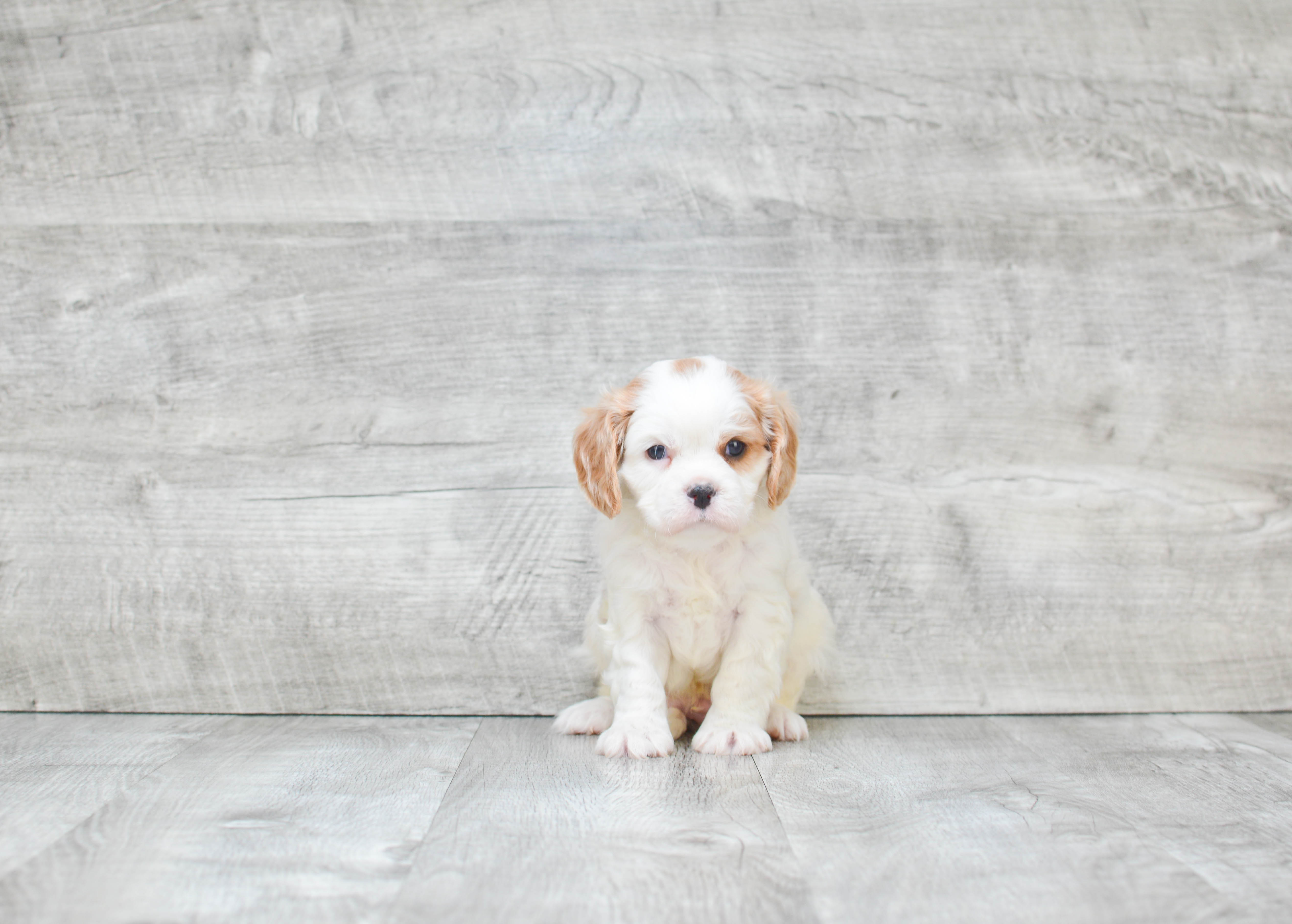 Best Cavalier King Charles Spaniel Baby
