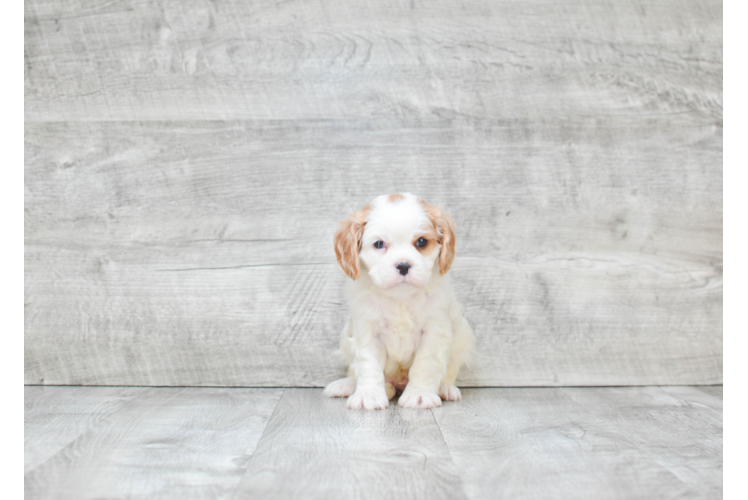 Best Cavalier King Charles Spaniel Baby