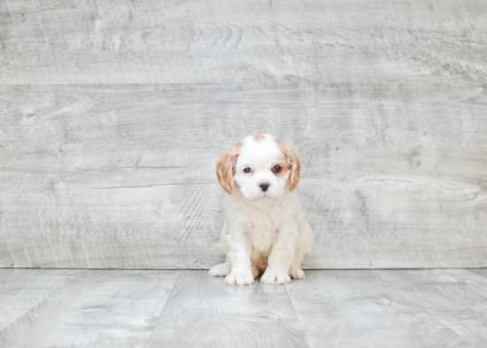 Best Cavalier King Charles Spaniel Baby