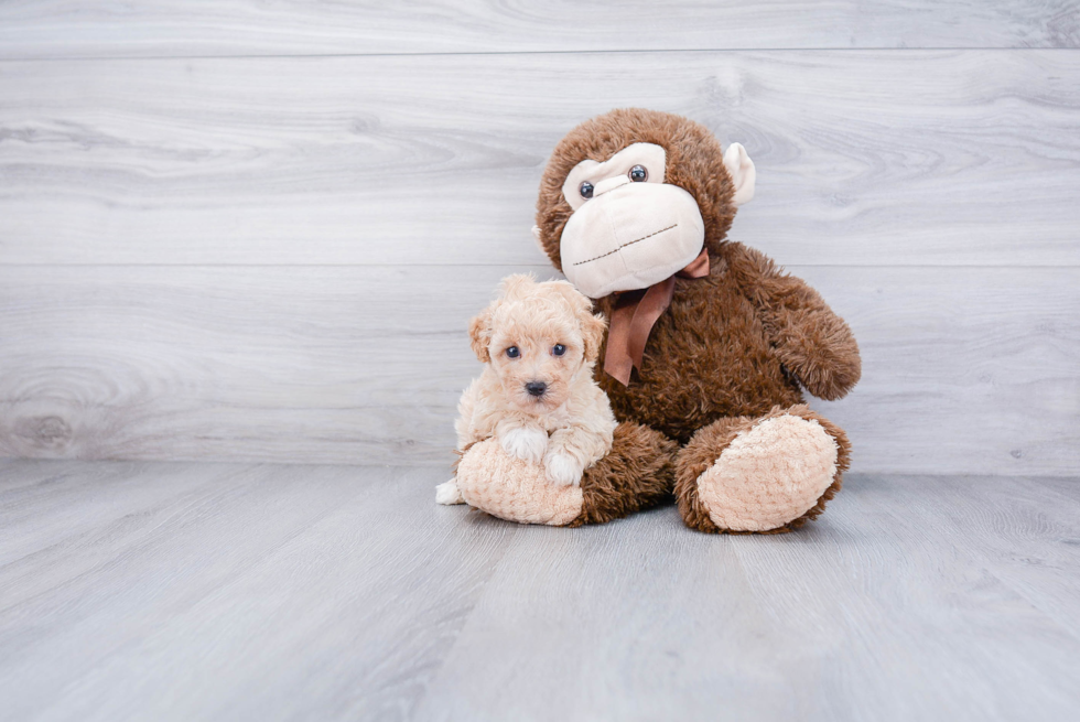 Maltipoo Puppy for Adoption