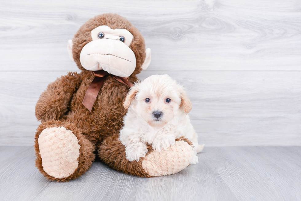 Maltipoo Puppy for Adoption