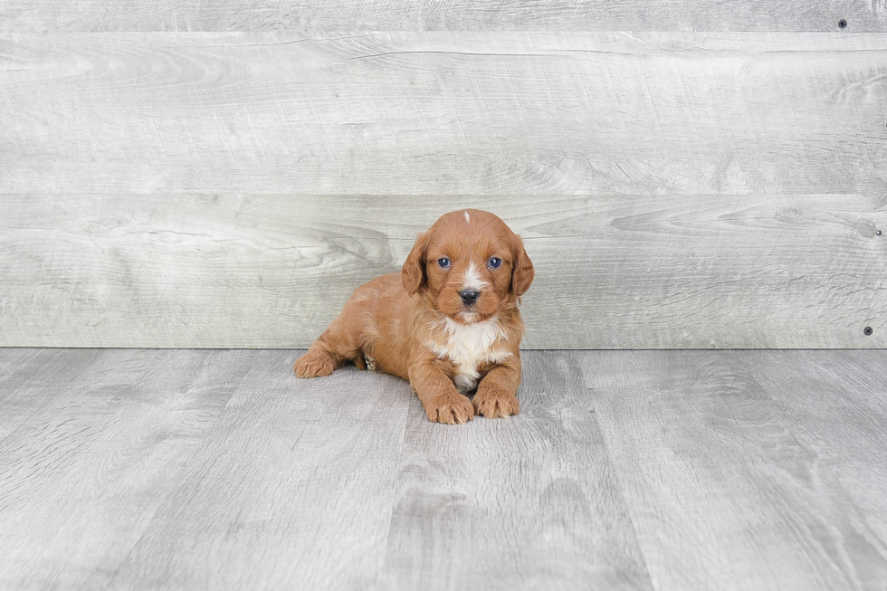 Cavapoo Pup Being Cute