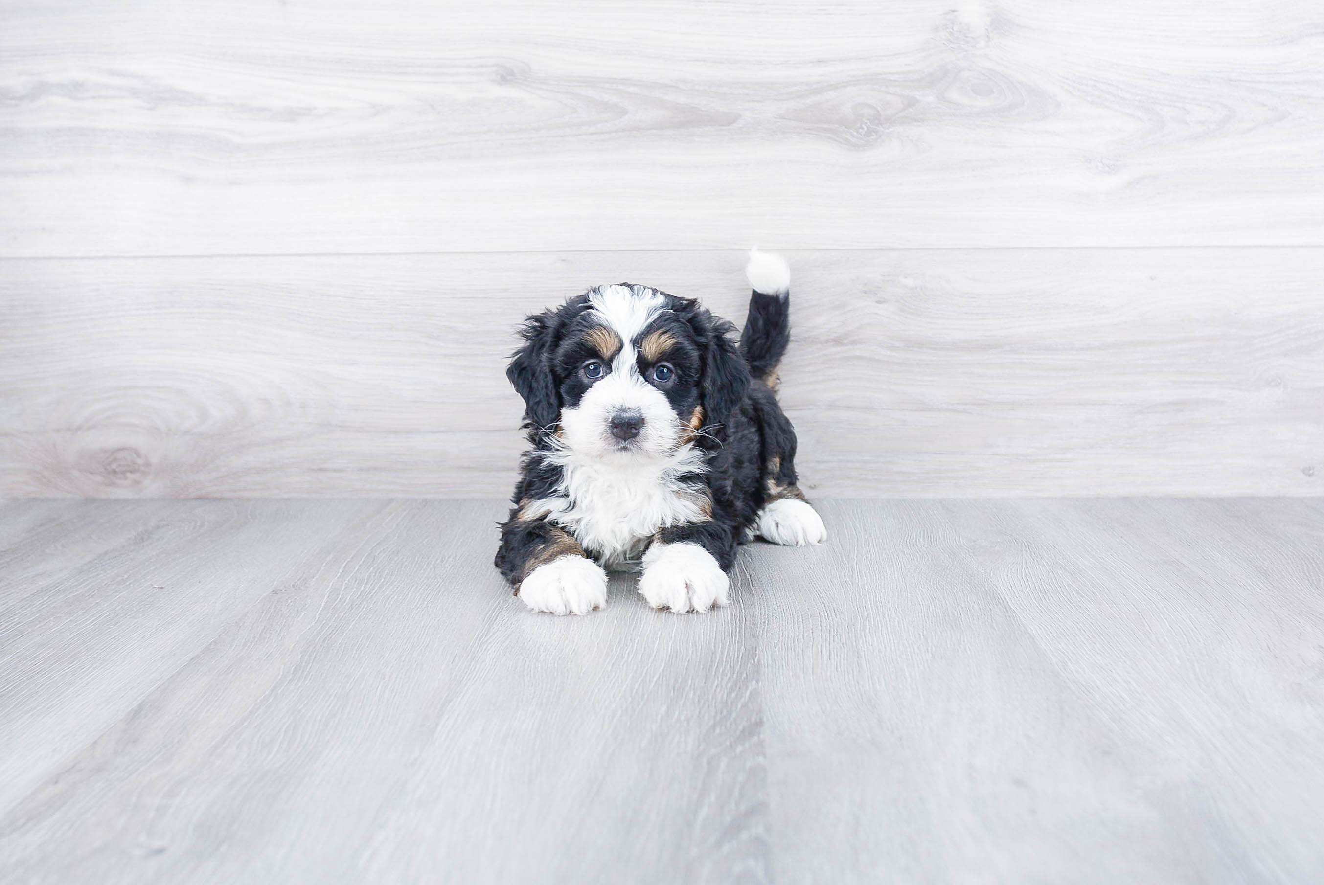 Mini Bernedoodle Pup Being Cute