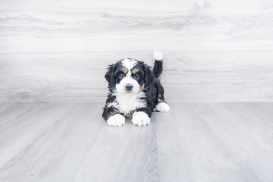 Mini Bernedoodle Pup Being Cute