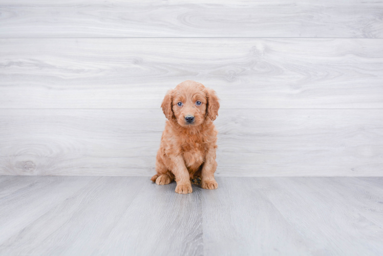 Mini Goldendoodle Pup Being Cute