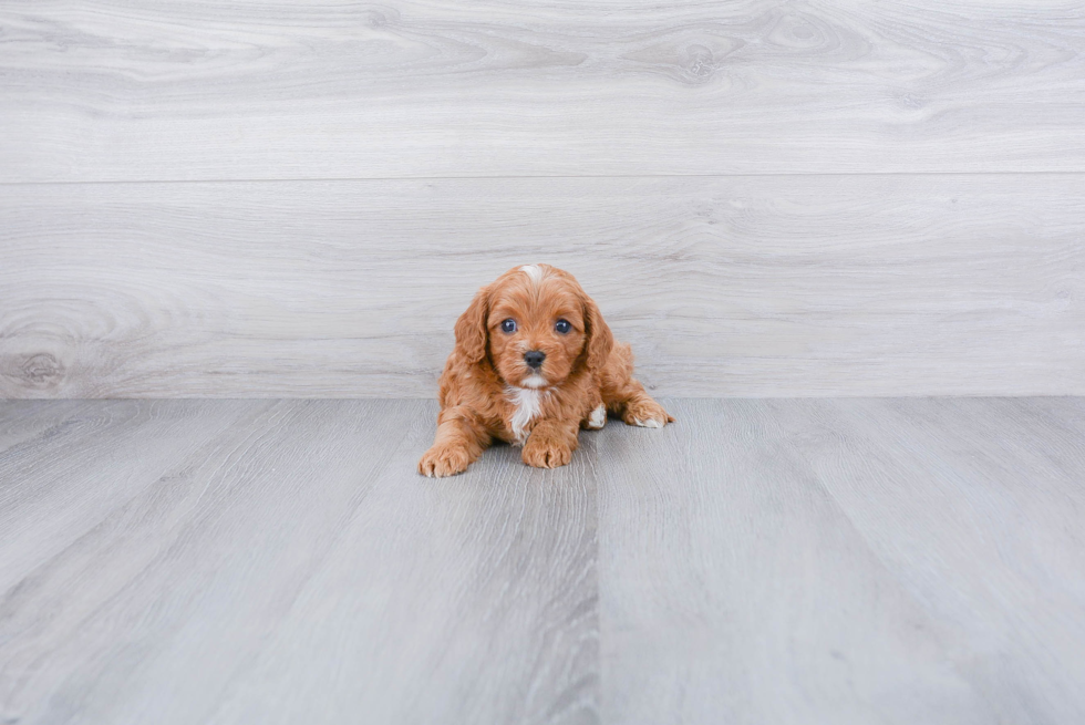 Happy Cavapoo Baby