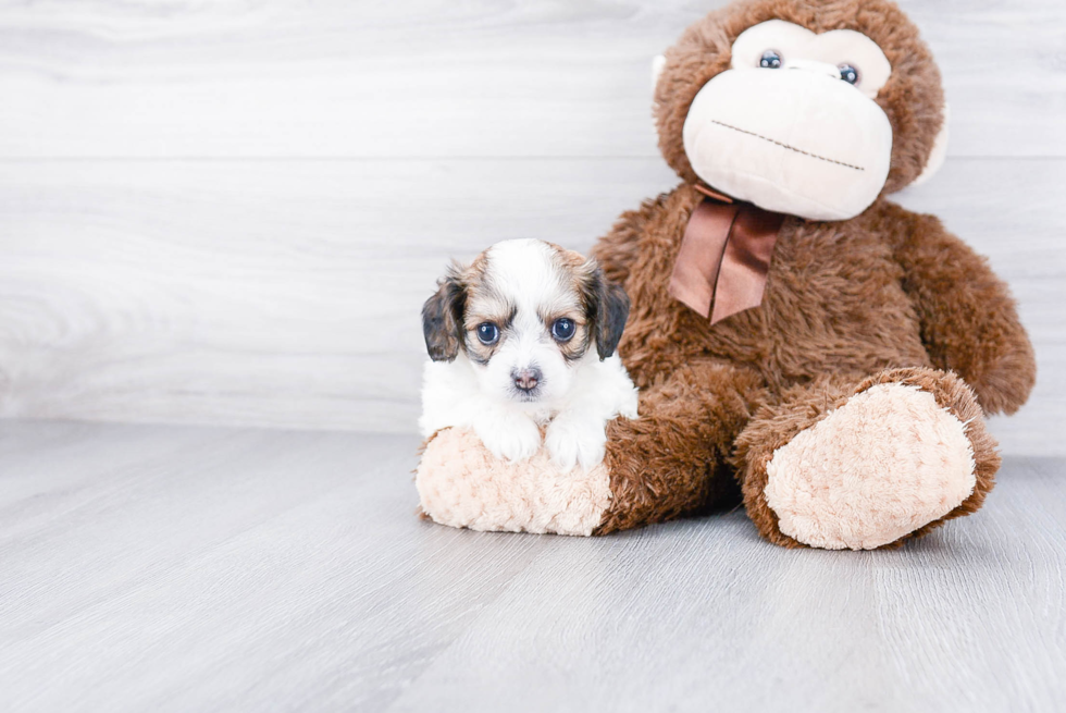 Best Cavachon Baby