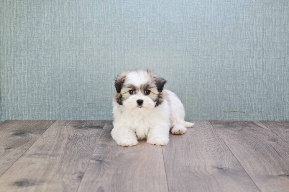 Little Havanese Purebred Pup