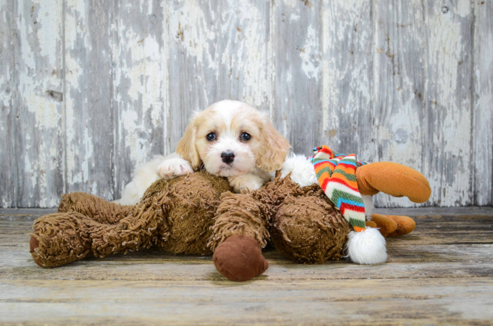 Cavachon Puppy for Adoption