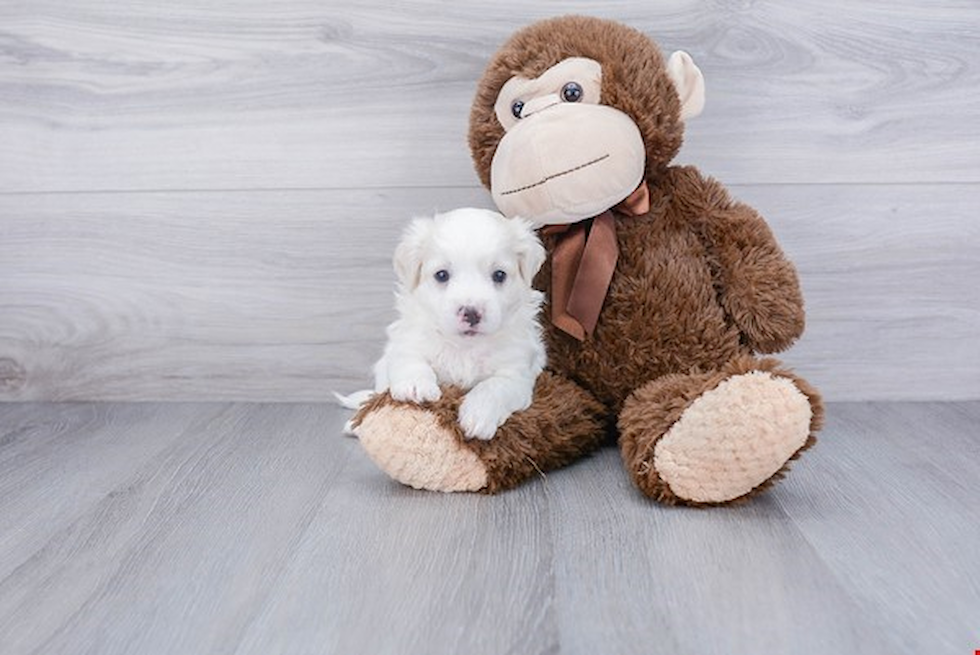 Playful Havanese Baby