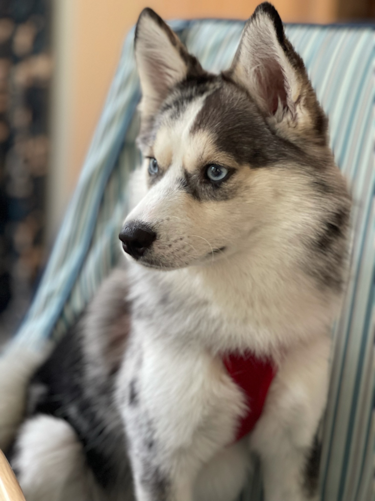 Adorable Mini Husky Designer Pup