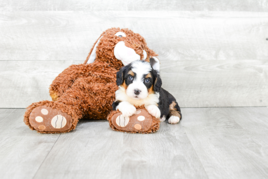 Mini Bernedoodle Puppy for Adoption