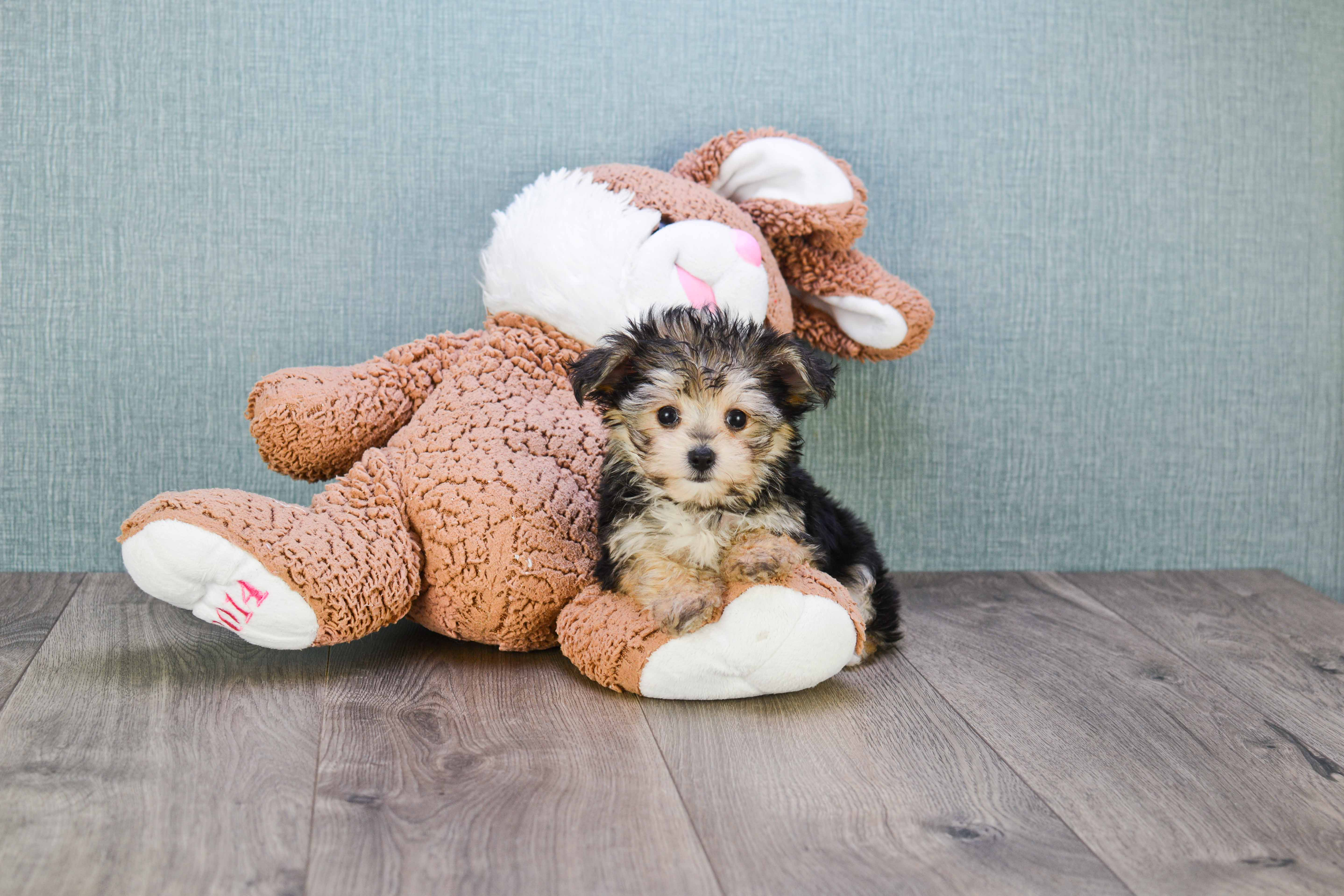 Happy Morkie Baby