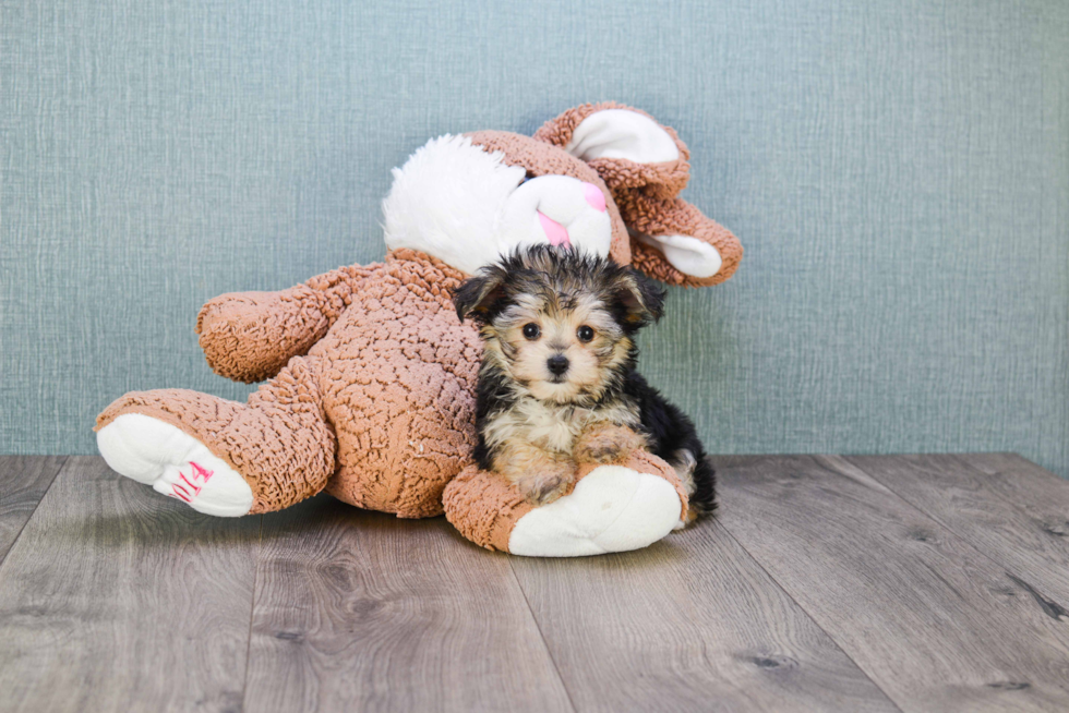 Happy Morkie Baby