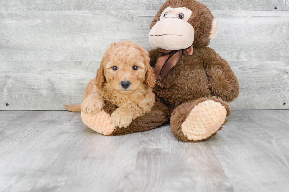 Popular Mini Goldendoodle Poodle Mix Pup