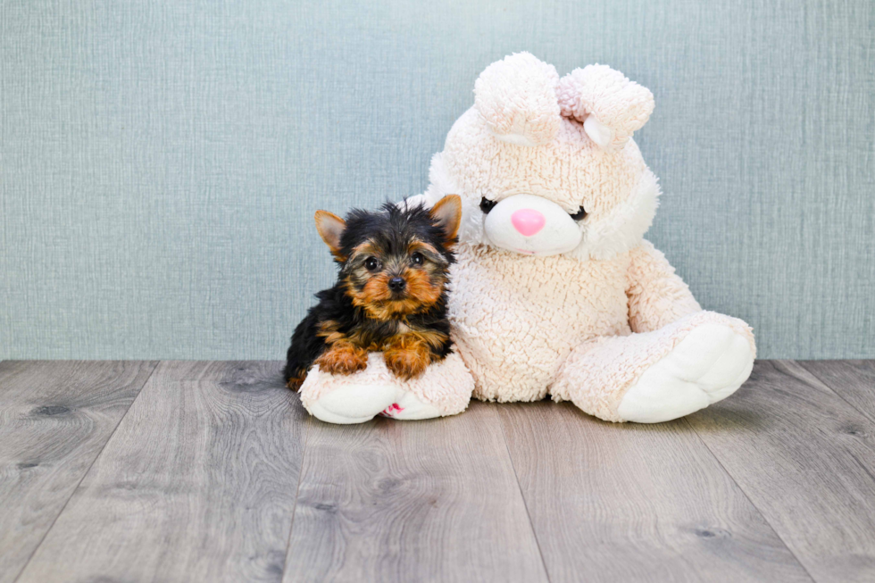 Meet Giselle - our Yorkshire Terrier Puppy Photo 