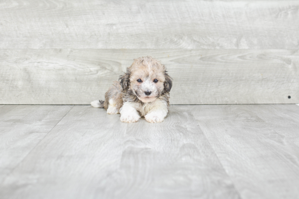 Playful Havanese Purebred Pup