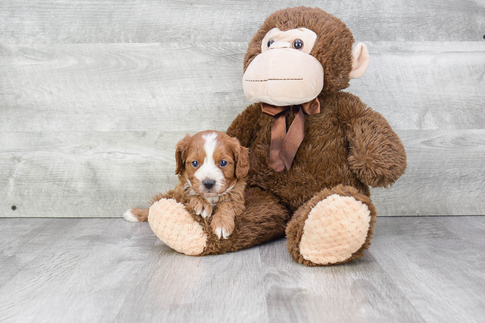 Cavapoo Puppy for Adoption