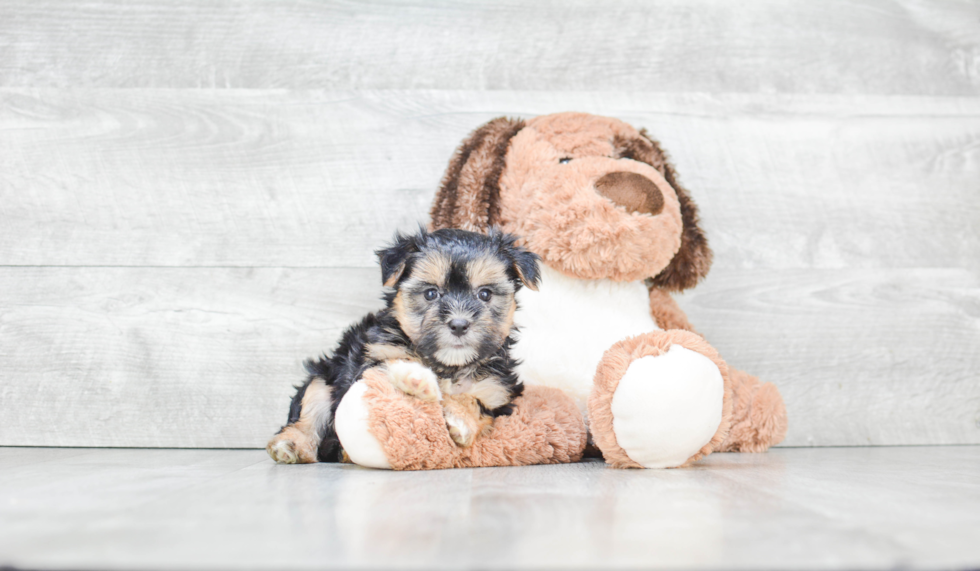 Happy Morkie Baby