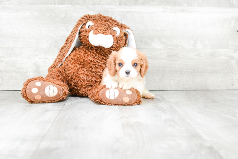 Cavalier King Charles Spaniel Puppy for Adoption