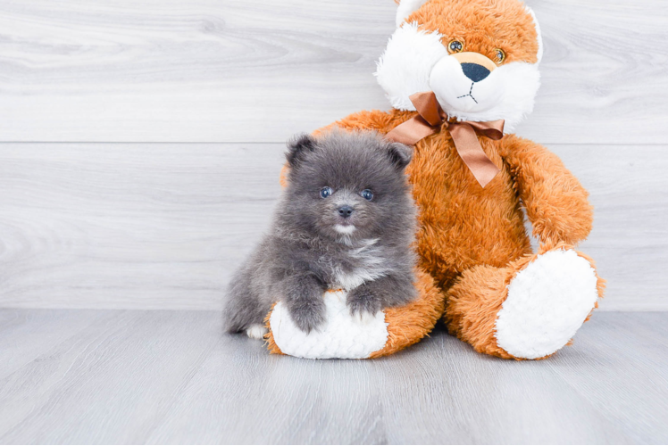 Small Pomeranian Baby
