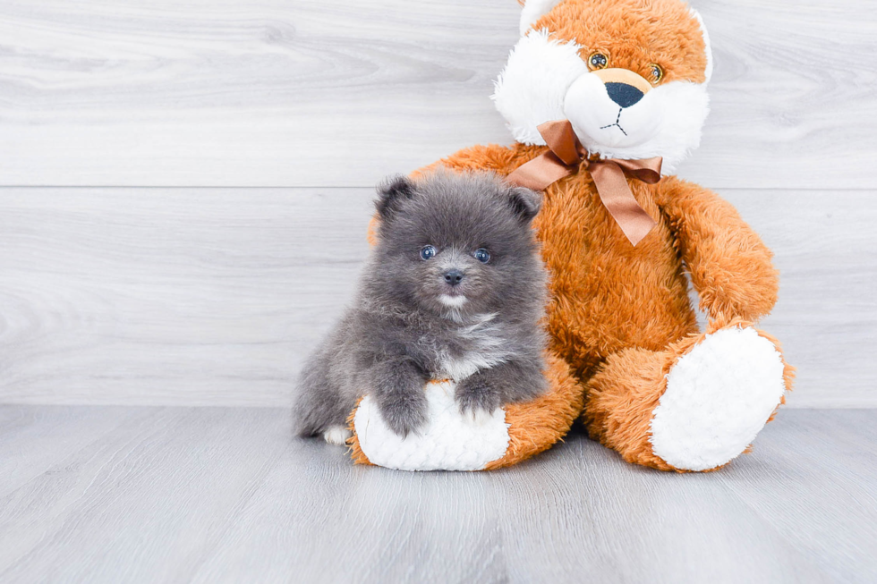 Small Pomeranian Baby